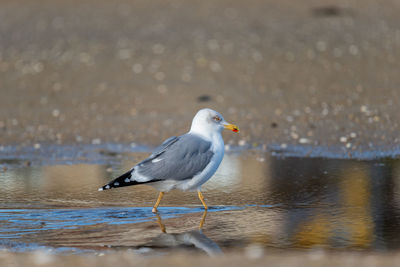 Seagull perching on a lake