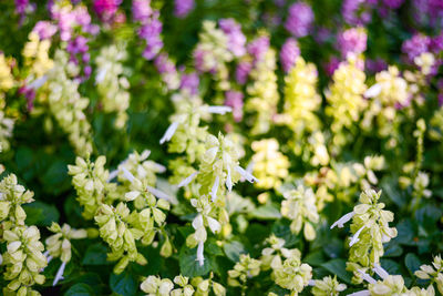 Close-up of flowering plants on field