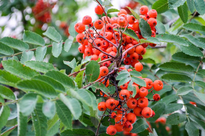 Close-up of red berries on tree