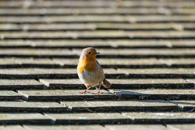 Close-up of bird perching on wall