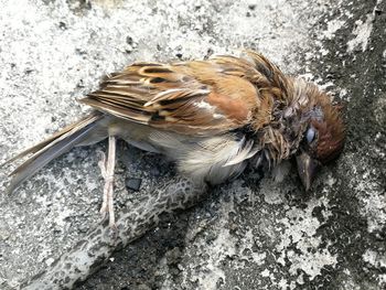 High angle view of bird in water