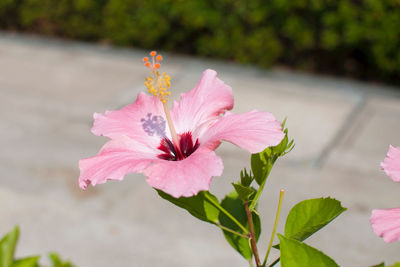 Close-up of pink hibiscus flower