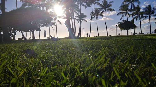 Sun shining through trees on field