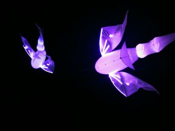 Close-up of purple flower over black background