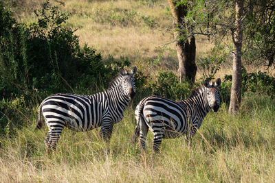 Plains zebra, equus quagga, lake mburo national park, uganda