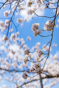 Low angle view of cherry blossom tree