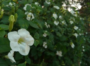 Close-up of flower blooming outdoors