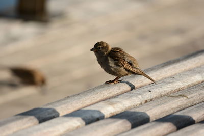 Close-up of bird perching on wood