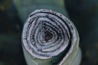 Close-up of snail
