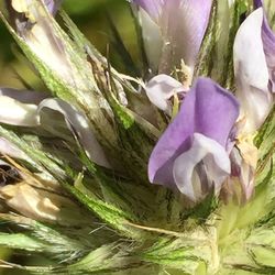 Close-up of pink flowers blooming outdoors
