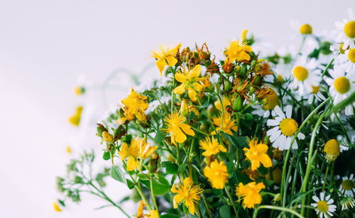 Medicinal herbs. bright summer flowers.
