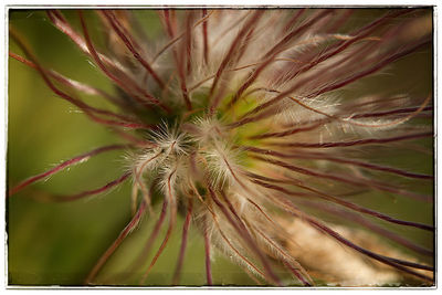 Close-up of flower