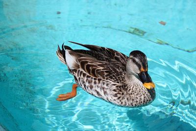 High angle view of duck swimming in lake