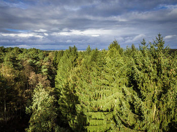 Scenic view of forest against sky
