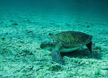 View of turtle swimming in sea