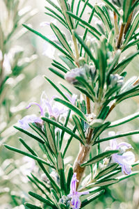 Close-up of flower tree