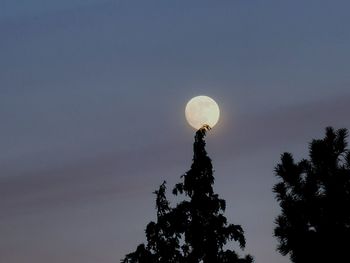 Low angle view of silhouette tree against sky at night