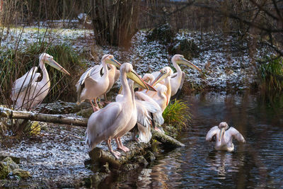 View of birds in lake