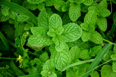 Full frame shot of fresh green leaves