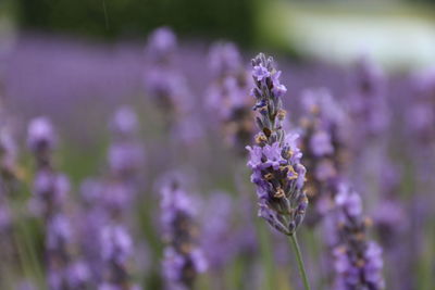 Close-up of purple flowering plant on field