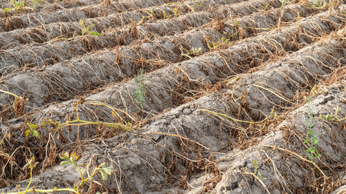 Drought on the field