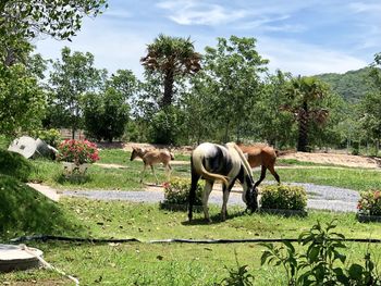 Horses in a field