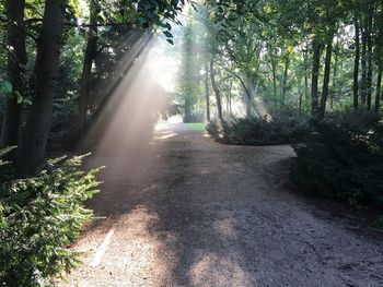 Sun shining through trees in forest