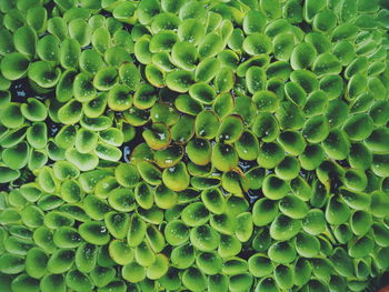 Full frame shot of green leaves