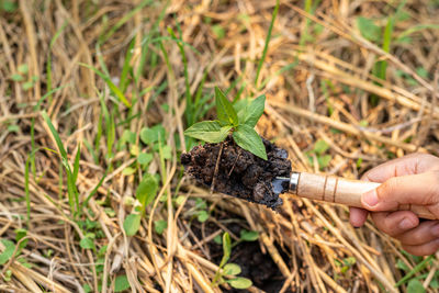 Human hand holding plant on field