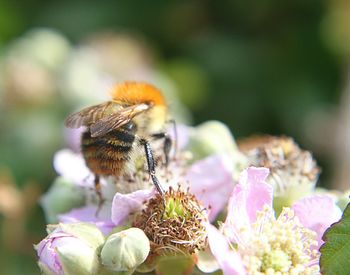 Close-up of bee on flower