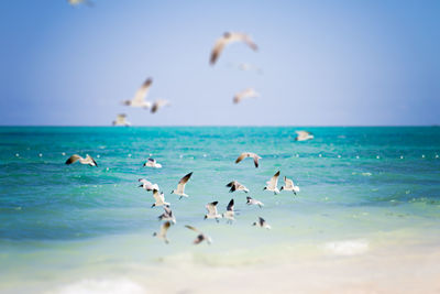 A flock of seabirds flying over the caribbean waters.