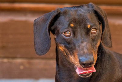 Close-up portrait of a dog