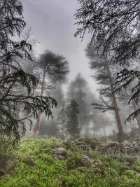 Trees in forest during foggy weather