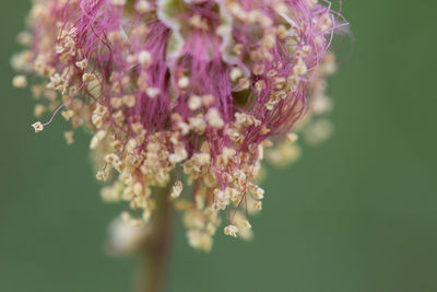 Close-up of pink flowers