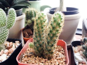 High angle view of cactus plant