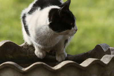 Cat drinking water