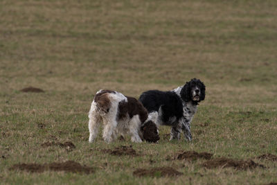 Dogs on field