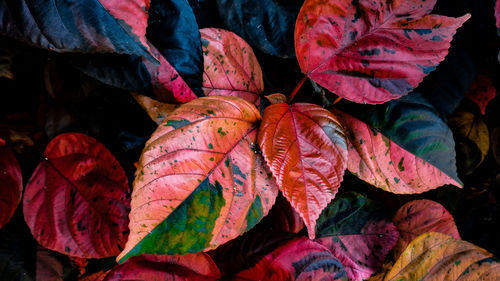 Full frame shot of autumn leaves