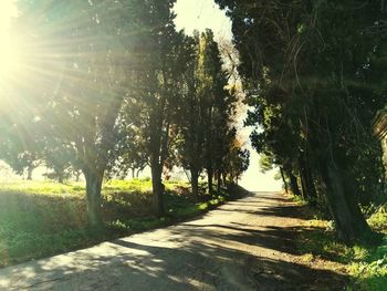 Road amidst trees on landscape