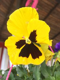 Close-up of yellow flower blooming outdoors