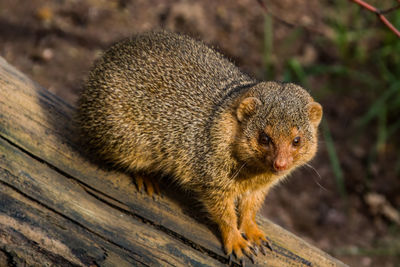 High angle view of squirrel on wood