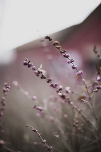 Close-up of pink flowering plant