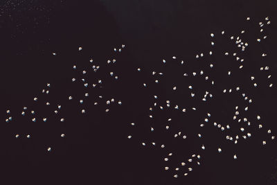 Low angle view of firework display over black background