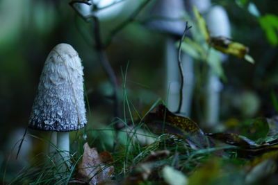 Close-up of mushroom growing on field