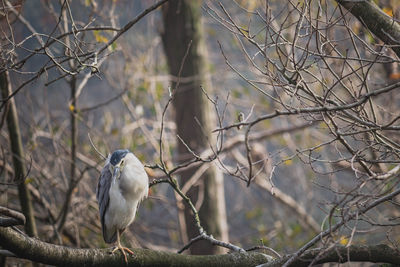 Low angle view of bird perching on tree