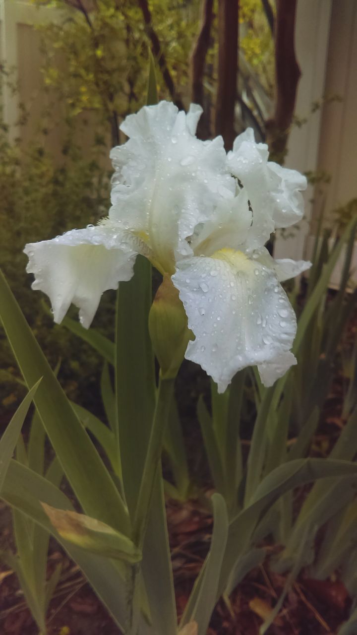 freshness, close-up, flower, fragility, white color, drop, growth, wet, cold temperature, weather, petal, focus on foreground, nature, beauty in nature, plant, flower head, season, winter, water, frozen