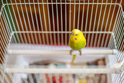 Cute little parakeet budgie at home