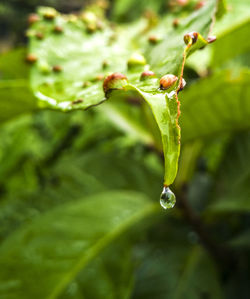 Close-up of raindrops on plant