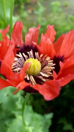 Close-up of red flower