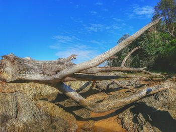 Panoramic shot of bare tree against blue sky